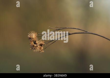 Gros plan d'une plante de bardane séchée sur une branche mince avec un fond doux et flou affichant un motif de moiré visible. L'image capture une texture naturelle complexe Banque D'Images
