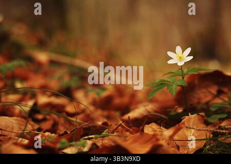chêne anémone parmi les feuilles tombées par des effets bokeh rêveurs Banque D'Images