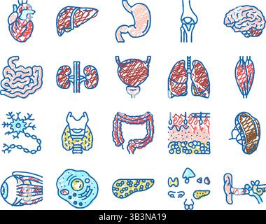 Icônes de l'anatomie d'organe interne humain dessinées à la main Illustration de Vecteur