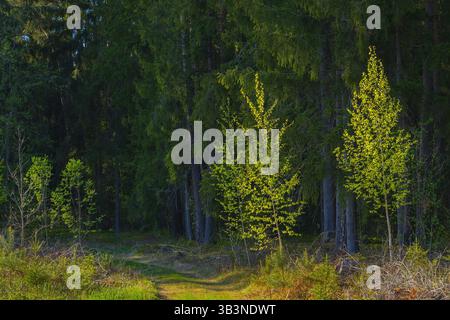 Un sentier forestier serein avec des arbres vert lumineux entouré par une nature luxuriante et la tranquillité Banque D'Images