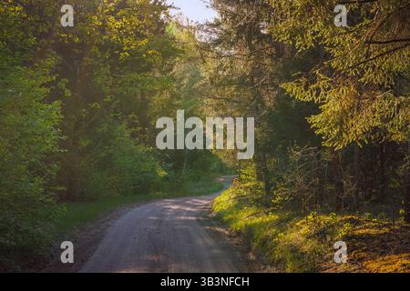 Un sentier forestier serein entouré d'une végétation luxuriante et vibrante, parfait pour l'aventure Banque D'Images