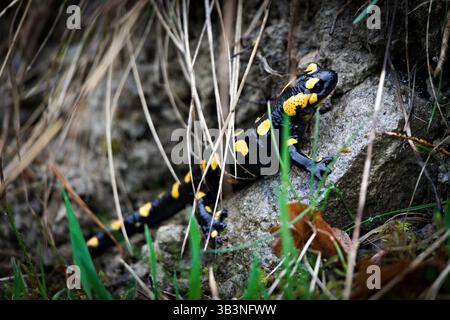Belle amphibien coloré Salamandra salamandra alias salamandre de feu dans son habitat est caché dans le feuillage au printemps. Nature de la république tchèque. Banque D'Images