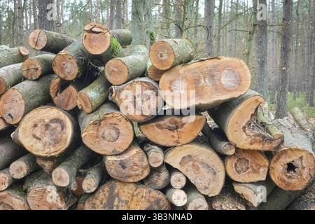 Tas d'arbres coupés, mise au point sélective. Banque D'Images