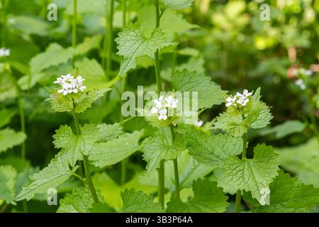 Moutarde à l'ail (Alliaria petiolata, également appelée Jack-by-the-Hedge), plante avec de petites fleurs blanches sur le bord des bois en avril, Angleterre, Royaume-Uni Banque D'Images