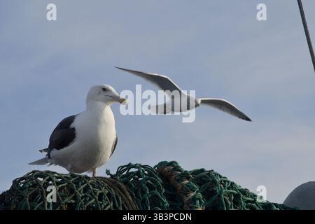 19 janvier 2018 - les mouettes et les sternes suivent le bateau et attendent que les poissons morts et les boyaux soient jetés par-dessus bord. Photo de Joseph Prezioso (crédit image : © Joseph Prezioso via ZUMA Wire) Banque D'Images