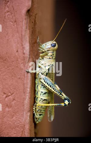 Une sauterelle différentielle adulte (Melanoplus Differential) Banque D'Images