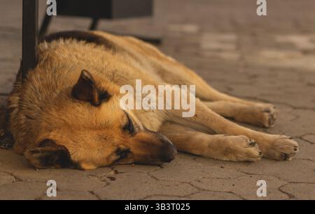 chien sans abri dormant dans la rue Banque D'Images