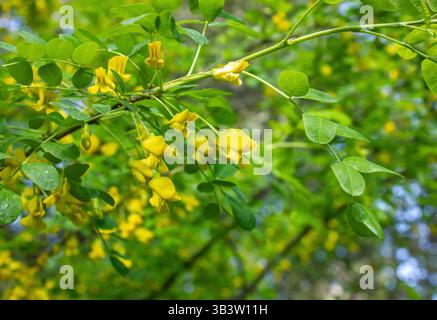 Gros plan des fleurs de pois jaunes de Sibérie Caragana Arborescens. Acacia jaune, fleurs sur une branche d'arbre, fond naturel. Banque D'Images
