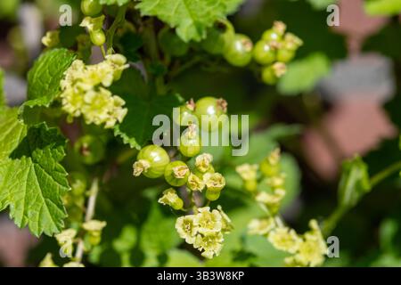 Fleur et jeunes baies de baie de cassis blanc dans le verger, jardinage bio Banque D'Images