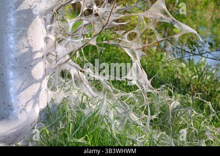 Raupen an Laubgehölzen befall von einem Baum mit der Gespinstmotte und deren Raupen *** chenilles sur arbres à feuilles caduques infestation d'un arbre par la teigne tzigane et ses chenilles Banque D'Images