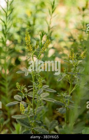 Trèfle doux jaune, Melilotus officinalis poussant dans un jardin de fleurs sauvages en Californie ; États-Unis Banque D'Images