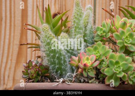Opuntia Snow cactus fuzzy dans un planteur avec diverses succulentes dans le jardin de Californie du Sud Banque D'Images