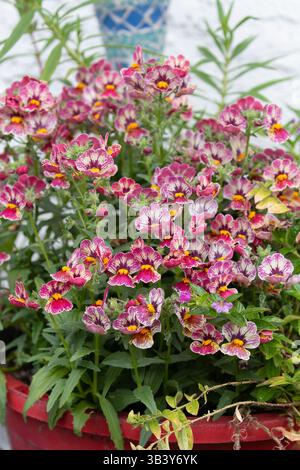 Nemesia 'Nesia Tutti Frutti' fleurs poussant dans un pot en Californie du Sud. Banque D'Images