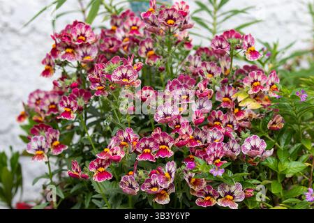Nemesia 'Nesia Tutti Frutti' fleurs poussant dans un pot en Californie du Sud. Banque D'Images