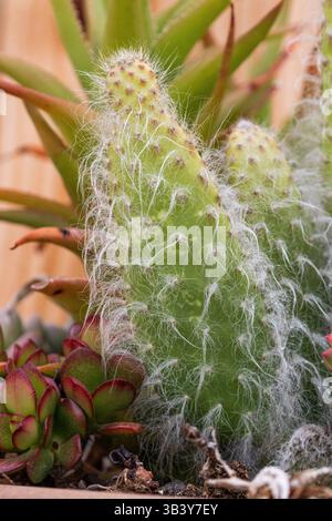 Opuntia Snow cactus fuzzy dans un planteur avec diverses succulentes dans le jardin de Californie du Sud Banque D'Images