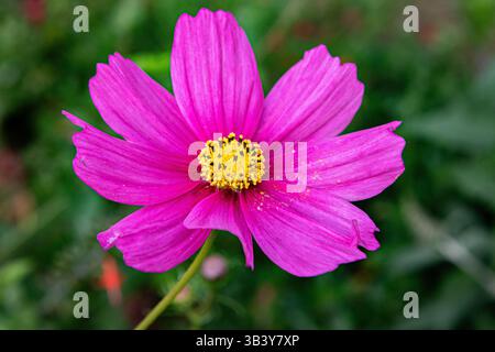 Fleurs COSMOS ( Cosmos bipinnatus ) ou aster mexicain Banque D'Images
