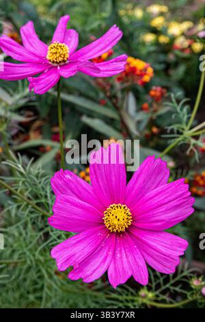Fleurs COSMOS ( Cosmos bipinnatus ) ou aster mexicain Banque D'Images