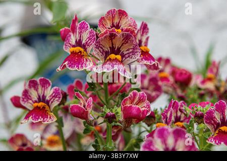 Nemesia 'Nesia Tutti Frutti' fleurs poussant dans un pot en Californie du Sud. Banque D'Images
