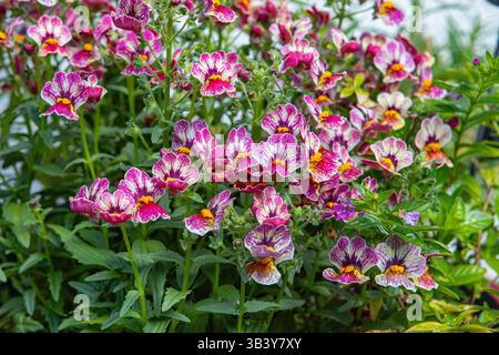 Nemesia 'Nesia Tutti Frutti' fleurs poussant dans un pot en Californie du Sud. Banque D'Images