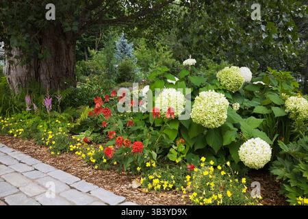 Ruelle pavée à côté de la frontière mixte avec grand Populus deltoides - tronc de peuplier et blanc Hydrangea arborescens 'Annabelle', jaune Oenothera. Banque D'Images