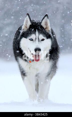 Portrait de face d'un Husky sibérien avec deux yeux (bleu et brun) marchant vers l'avant dans la neige avec sa langue sortie. Banque D'Images