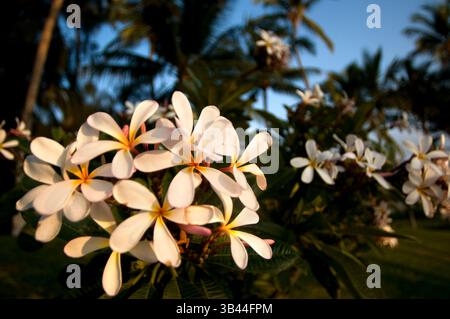 Jan 10, 2015 - Hawaii, États-Unis - Plumeria, les fleurs les plus célèbres d'Hawaï. Le nom commun Frangipani est un genre de plantes à fleurs de la famille des dogbanes, Apocynaceae. Il contient principalement des arbustes à feuilles caduques et de petits arbres. Ils sont originaires d'Amérique centrale, du Mexique, des Caraïbes et d'Amérique du Sud aussi loin au sud que le Brésil, mais peuvent être cultivés dans les régions tropicales et subtropicales. Les fleurs de Plumeria sont plus parfumées la nuit afin d'attirer les papillons sphinx pour les polliniser. (Crédit image : © Sergi Reboredo/ZUMA Wire/ZUMAPRESS.com) Banque D'Images