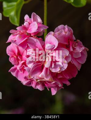 Fleurs de géranium rose sur fond sombre Banque D'Images