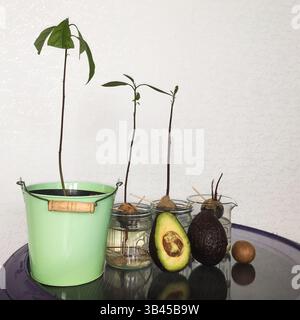 Processus de plantation d'avocat à la maison. Chaque étape de fruit, graine, première laisser jusqu'à plaqué petit arbre en solide. Jardinage hobby à la maison. Banque D'Images
