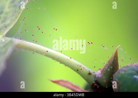 Acariens Red Spider, Tetranychus ulmi. Colonie sur plante. Banque D'Images