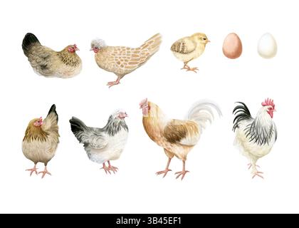 Poules et coqs avec bébé poulet et oeufs illustration aquarelle ensemble isolé sur blanc. Volailles de cour et poussins pour dessins de ferme. Réaliste Banque D'Images