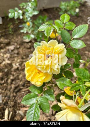 Belles roses jaunes en fleurs dans le jardin. Concept de jardinage. Banque D'Images
