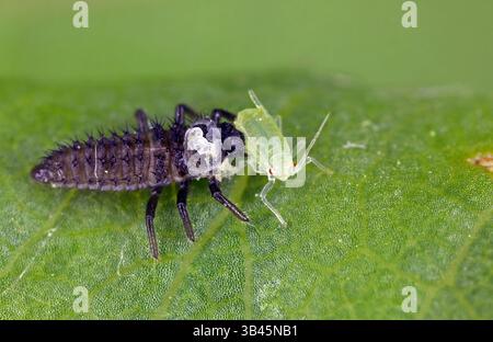 Coccinelle, larve mangeant puceron. Protection biologique des plantes contre les organismes nuisibles. Ennemis naturels. Banque D'Images