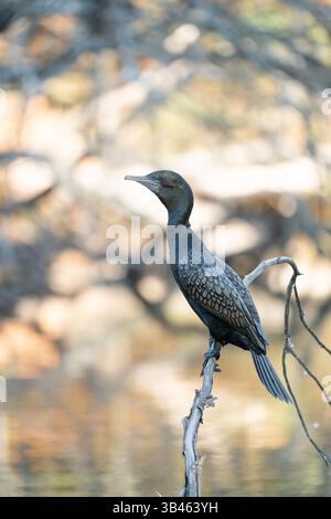 Petit cormoran noir perché sur une branche de Phalacrocorax sulcirostris Banque D'Images