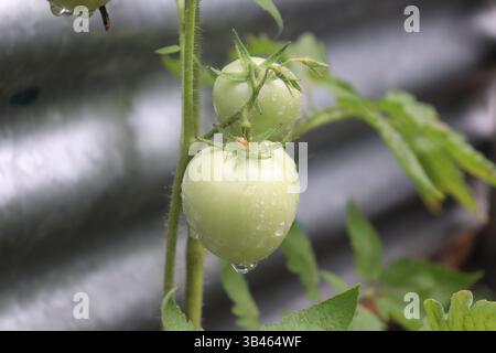 Gros plan de deux tomates vertes sur la vigne. Une petite araignée bronzée repose sur la tomate inférieure, qui est recouverte de gouttelettes d'eau. Feuilles vertes surro Banque D'Images