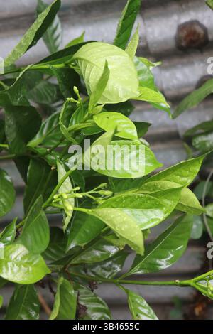Le gros plan capture un feuillage vert éclatant, avec des gouttes de rosée étincelantes ornant les feuilles de jasmin crêpe. La lumière naturelle accentue la végétation. Banque D'Images