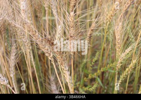 La vue rapprochée présente de nombreuses épis de blé mûr doré dans le champ avec des tiges de grain. Une récolte agricole sur une ferme comporte de l'herbe d'été. Banque D'Images