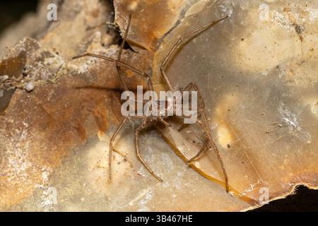 Exuvia de l'araignée Tegenaria, exosquelette répandu des espèces Agelenidae à la surface rocheuse, macro gros plan, France. Banque D'Images
