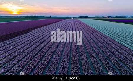 S'étendant à travers l'horizon, les champs de tulipes des pays-Bas présentent un éventail étonnant de couleurs. Banque D'Images