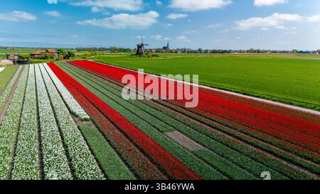Explorez la beauté époustouflante des champs de tulipes colorés aux pays-Bas, présentant une tapisserie vibrante de fleurs rouges, blanches et vertes qui s'étirent à l'infini. Banque D'Images