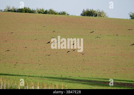 Un troupeau de corvidés qui s'envolent d'un champ de jeunes plants. Banque D'Images