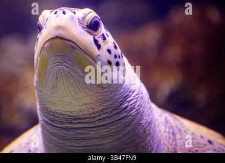 Stralsund, Allemagne. 30 avril 2025. La tortue verte de mer 'Käthe' nage dans son nouvel aquarium dans le musée maritime rénové. Après des années passées dans des quartiers temporaires, un total de trois tortues retournent dans l'un des 31 aquariums de la visite d'aquarium nouvellement conçue du Musée océanographique, qui ouvrira aux visiteurs le 05.05.2025. Crédit : Jens Büttner/dpa/Alamy Live News Banque D'Images