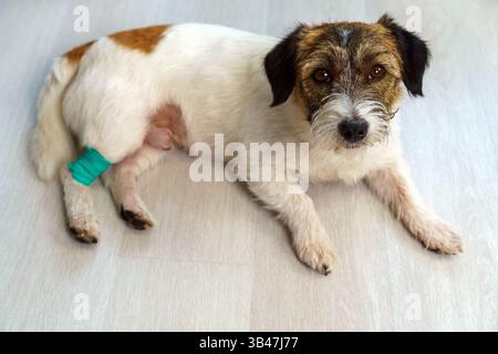 Un chien malade de race pure est allongé avec une patte bandée sur le sol de la maison. Le chien est malade de bronchite, ils l'ont mis sous IV. Banque D'Images