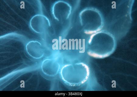 15 octobre 2014 - Mer Noire, Ukraine - une mutation génétique, cette méduse a des gonades humaines de sept au lieu de quatre. Moon jelly, lune, méduses méduses commun, ou une soucoupe en gelée (Aurelia aurita). La mer Noire, la Crimée, l'Ukraine, l'Europe de l'Est (crédit Image : © Andrey Nekrasov/ZUMA/ZUMAPRESS.com) fil Banque D'Images