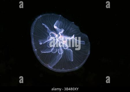 15 octobre 2014 - Mer Noire, Ukraine - une mutation génétique, cette méduse a des gonades humaines de sept au lieu de quatre. Moon jelly, lune, méduses méduses commun, ou une soucoupe en gelée (Aurelia aurita). La mer Noire, la Crimée, l'Ukraine, l'Europe de l'Est (crédit Image : © Andrey Nekrasov/ZUMA/ZUMAPRESS.com) fil Banque D'Images