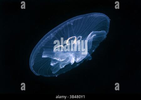 15 octobre 2014 - Mer Noire, Ukraine - une mutation génétique, cette méduse a des gonades humaines de sept au lieu de quatre. Moon jelly, lune, méduses méduses commun, ou une soucoupe en gelée (Aurelia aurita). La mer Noire, la Crimée, l'Ukraine, l'Europe de l'Est (crédit Image : © Andrey Nekrasov/ZUMA/ZUMAPRESS.com) fil Banque D'Images