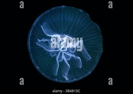 15 octobre 2014 - Mer Noire, Ukraine - une mutation génétique, cette méduse a des gonades humaines de sept au lieu de quatre. Moon jelly, lune, méduses méduses commun, ou une soucoupe en gelée (Aurelia aurita). La mer Noire, la Crimée, l'Ukraine, l'Europe de l'Est (crédit Image : © Andrey Nekrasov/ZUMA/ZUMAPRESS.com) fil Banque D'Images