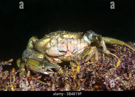 15 octobre 2014 - Mer Noire, Ukraine - l'accouplement de crabes verts ou littorales (crabe Carcinus aestuarii), de la mer Noire, la Crimée, la Russie (crédit Image : © Andrey Nekrasov/ZUMA/ZUMAPRESS.com) fil Banque D'Images