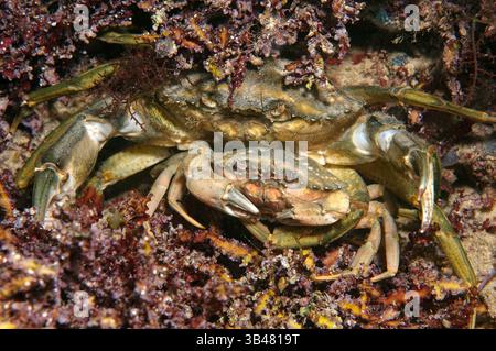 15 octobre 2014 - Mer Noire, Ukraine - l'accouplement de crabes verts ou littorales (crabe Carcinus aestuarii), de la mer Noire, la Crimée, la Russie (crédit Image : © Andrey Nekrasov/ZUMA/ZUMAPRESS.com) fil Banque D'Images