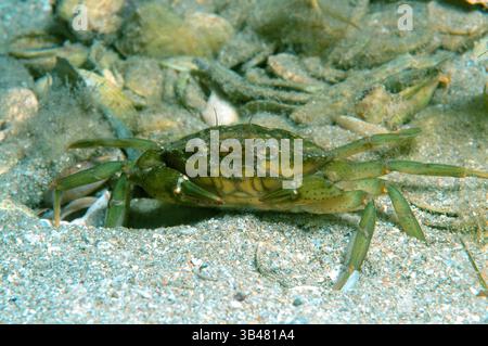 15 octobre 2014 - Mer Noire, Ukraine - le crabe vert ou crabe Carcinus aestuarii (littoral), la mer Noire, la Crimée, la Russie (crédit Image : © Andrey Nekrasov/ZUMA/ZUMAPRESS.com) fil Banque D'Images