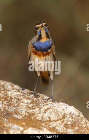 Bluethroat mâle (Luscinia svecica مسهر ) sur un rocher hivernant dans le désert du Néguev, Israël photographié en novembre Banque D'Images